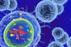 生物活性肽对免疫力的影响，肽与免疫细胞