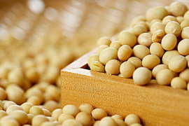 大豆肽的养生保健作用，大豆小分子与改善免疫系统