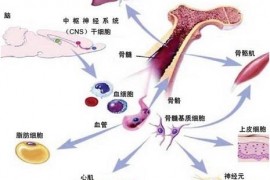 骨髓与造血干细胞的关系