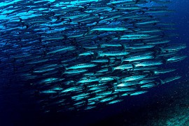 深海鱼胶原蛋白肽有什么功能?鱼胶原蛋白肽和玻尿酸哪个好?