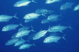 鱼胶原蛋白肽的作用及营养价值
