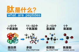 小分子肽与蛋白粉的差别，小分子肽对身体有什么调节作用