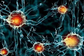小分子肽对神经的调节作用，肽是脑力疲劳的恢复剂