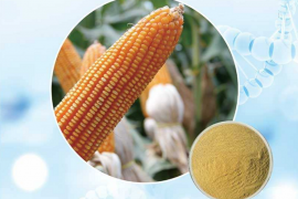 玉米肽在我国的应用情况，玉米活性肽的养生功效