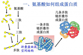 肽键与肽链