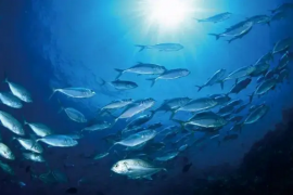 海洋鱼肽的免疫调节作用，鲨鱼肽与鳕鱼肽