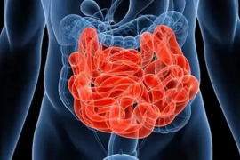 小肠在消化系统中的作用，胆汁与消化