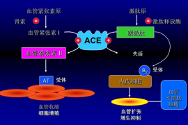 降压肽应用情况——ACE抵制肽