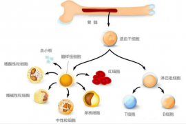 小分子肽与恢复改善骨髓造血功能