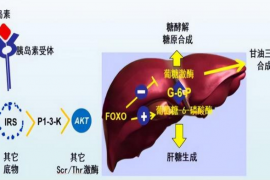 营养科普：肝脏对碳水化合物代谢的调控作用