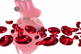 小分子肽在降血脂方面的应用与高血脂预防