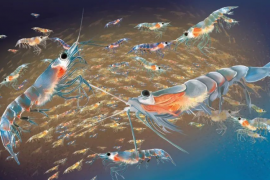 磷虾肽与抗衰老和抗疲劳