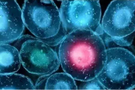 小分子肽与细胞健康