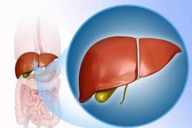 肽对肝脏起什么作用,肽对肝脏有好处吗？