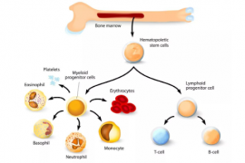 人参皂苷对骨髓活性及造血干细胞增殖的促进作用