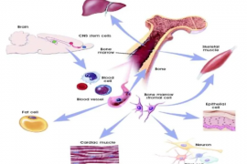 骨髓与干细胞的关系