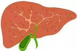 小分子肽肝脏怎么样，长期喝肽会导致肝脏受损吗