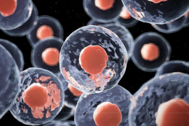 间充质干细胞是什么？有什么特点与作用