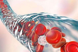 肽与生殖和泌尿系统，喝肽能起到补肾的效果吗？
