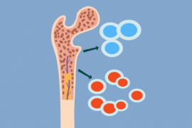骨髓与免疫力及免疫细胞