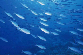关于深海鱼胶原蛋白活性肽对免疫力调节作用的研究现状