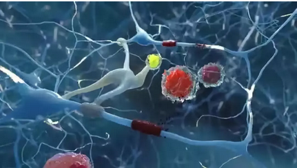 牛骨髓活性肽对神经的作用.png
