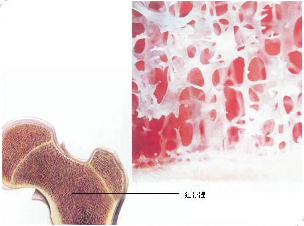 红骨髓黄骨髓与造血干细胞
