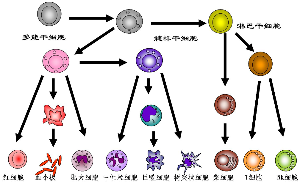 造血干细胞.png