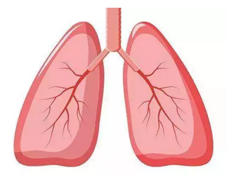肺脏干细胞分化.png