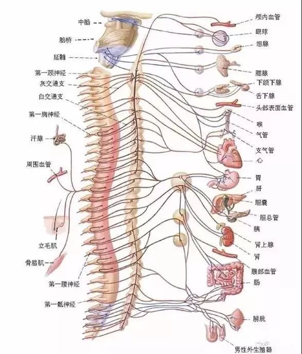 脊髓与五脏六腑.jpg