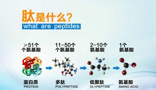 小分子肽胶蛋白粉的差别.png