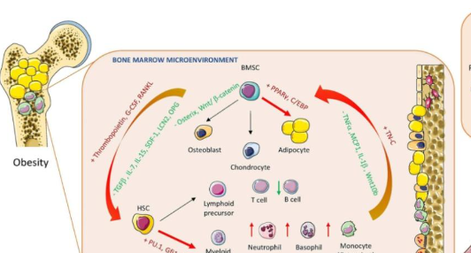 骨髓营养与干细胞的关系
