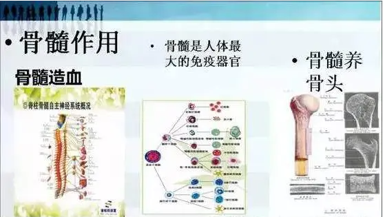 骨髓肽与营养骨髓.png