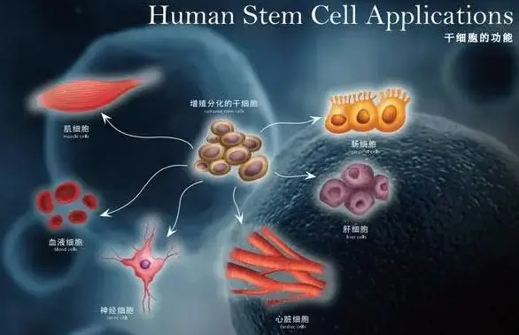 干细胞的功效与作用,中药激活干细胞的可能性