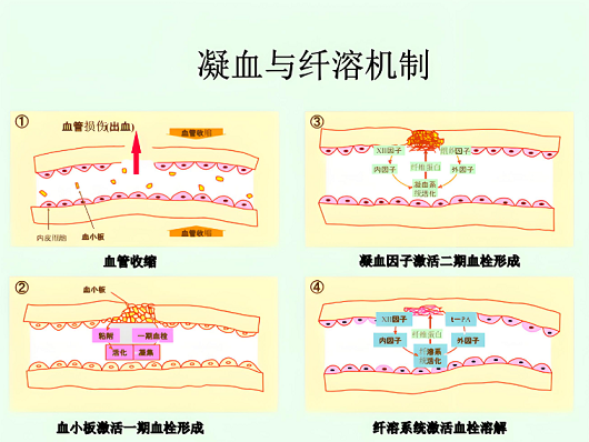 纤溶和凝血.png