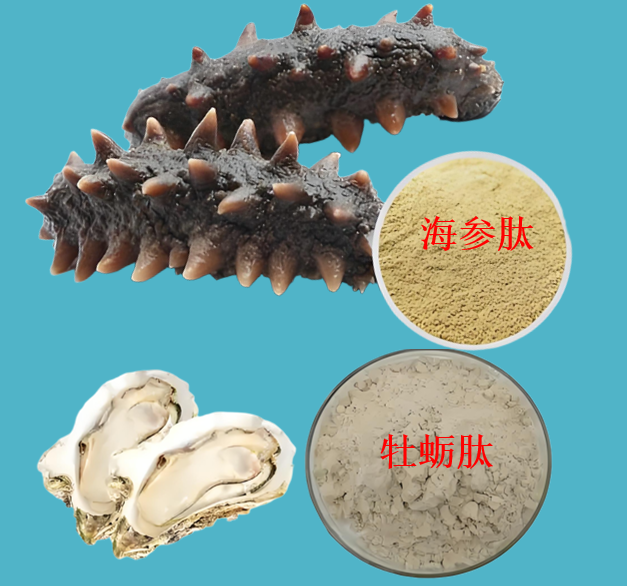 海参牡蛎肽.png