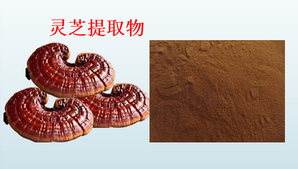 灵芝提取物.png