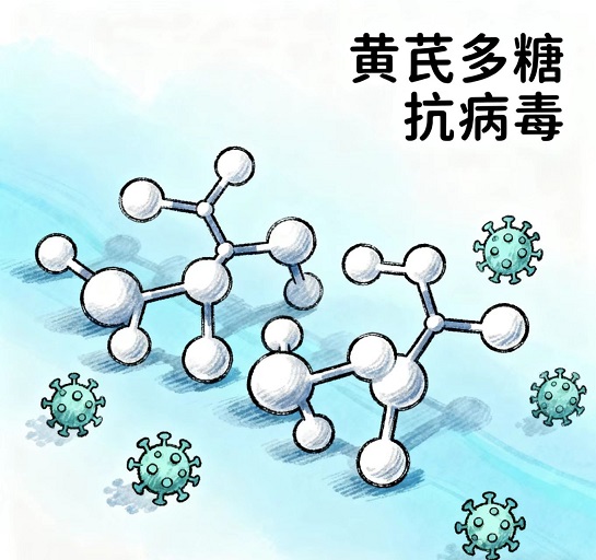 黄芪多糖抗病毒.jpg 黄芪多糖抗病毒.jpg