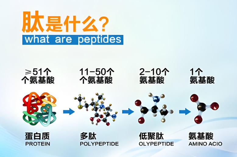 肽是什么.png