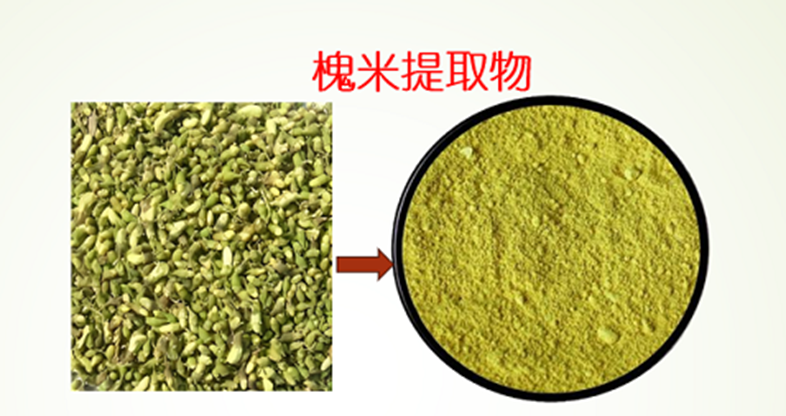 槐米槲皮素.png